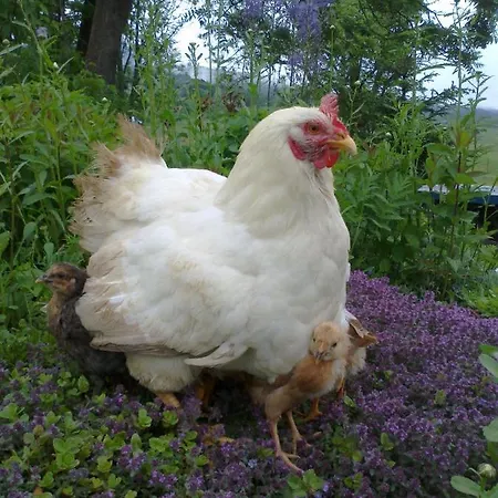 Farmer's At Sedliacky Dvor - Quarto em Acomodações Particulares