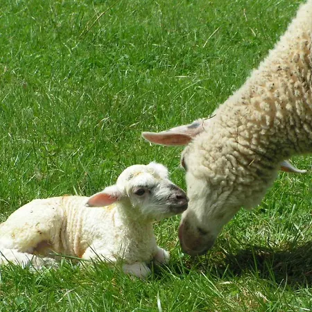 Farmer's At Sedliacky Dvor -