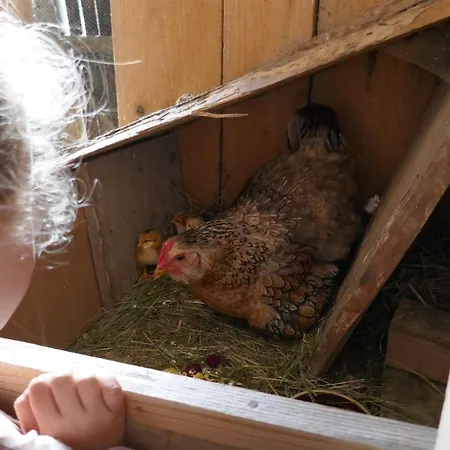 Farmer's At Sedliacky Dvor - Homestay *