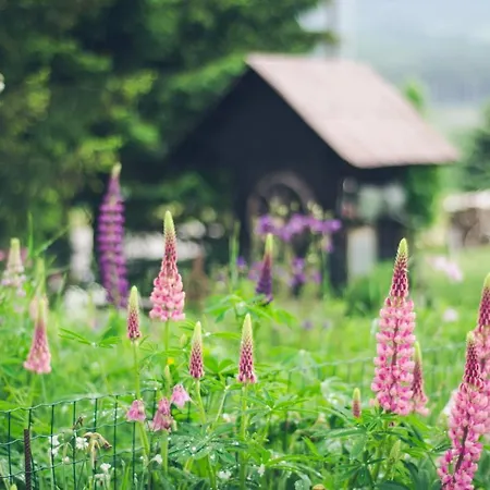 Homestay Farmer's At Sedliacky Dvor - *