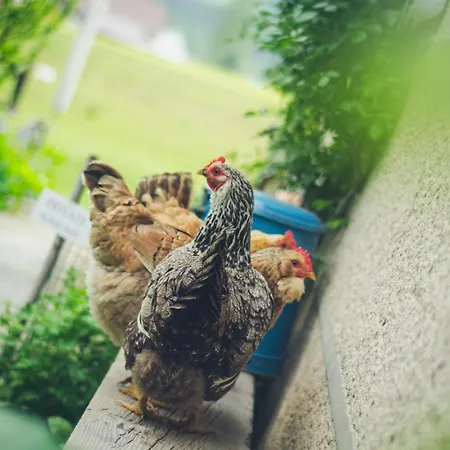 Homestay Farmer's At Sedliacky Dvor - Brezno