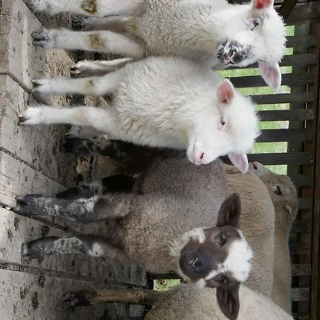 Farmer's At Sedliacky Dvor - Brezno