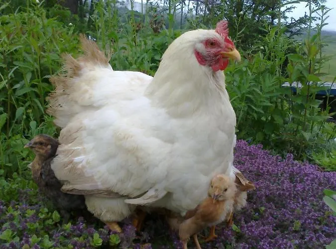 Farmer's At Sedliacky Dvor - Habitación en casa particular