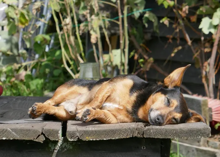 Farmer's At Sedliacky Dvor - Habitación en casa particular