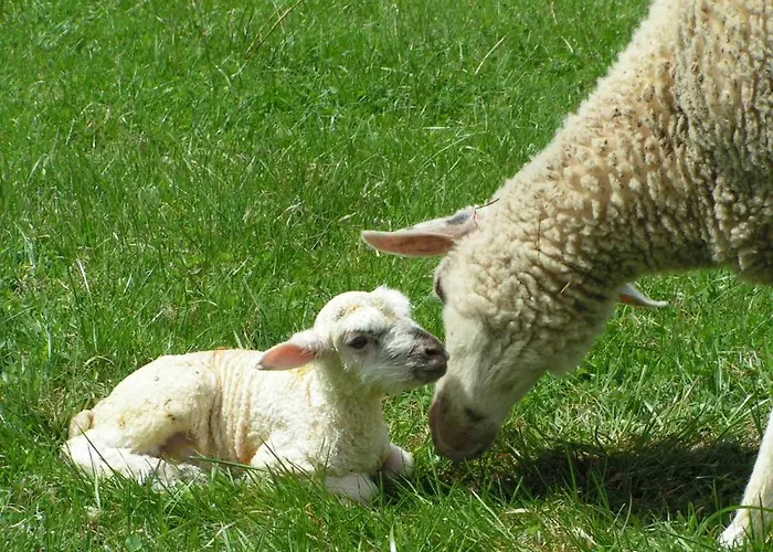 Farmer's At Sedliacky Dvor -