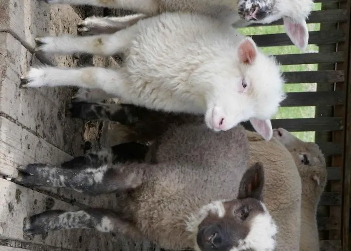 Farmer's At Sedliacky Dvor - Brezno
